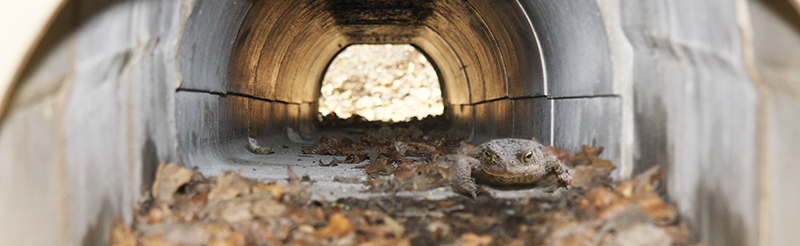 ACO Klimatunnel - zaštita vodozemaca