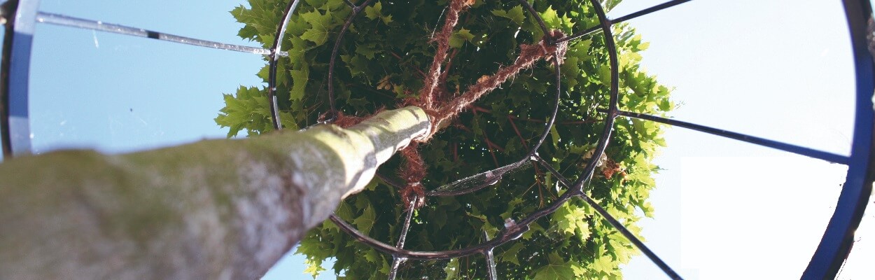 ACO Wotan zaštita stabala slika