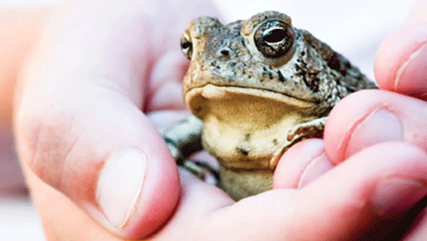 Road Challenge Amphibians